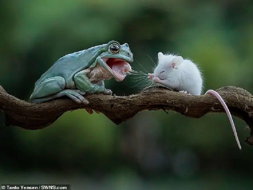 Приятелство: Жаба „помилва” мишка и получи целувка (СНИМКИ)