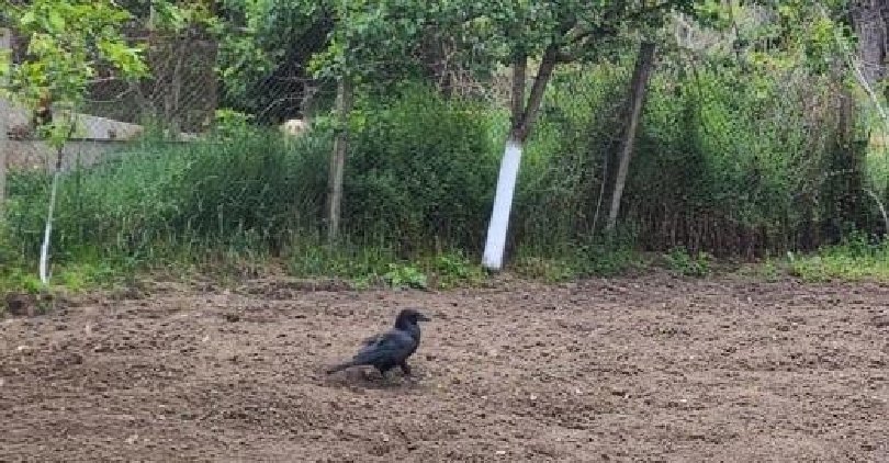 Сезираха прокуратурата за незаконно отглеждане на гарван в Разградско