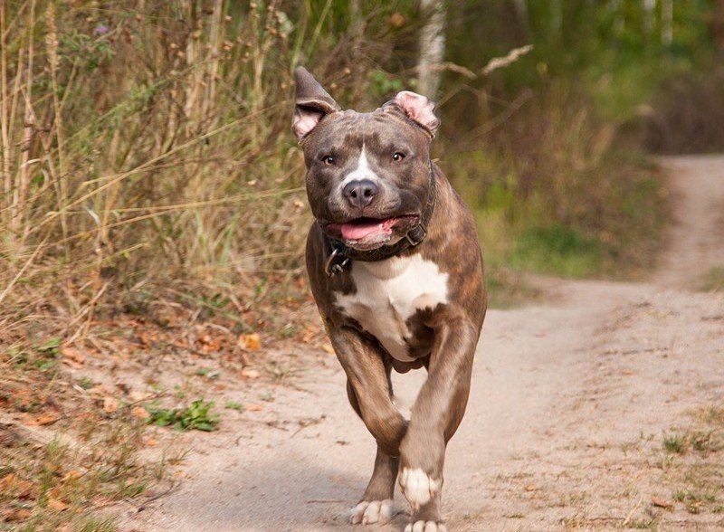 Домашен питбул нападна и рани тежко 4-годишно дете в столичния