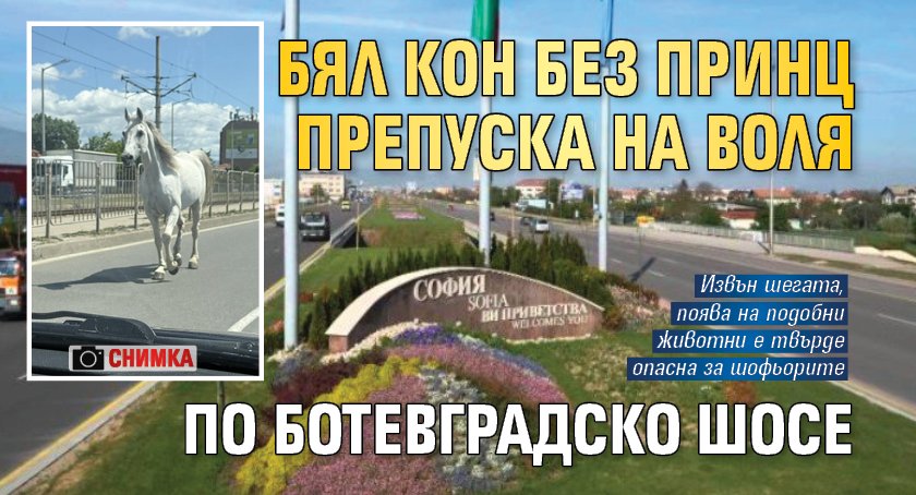 Бял кон без принц препуска на воля по Ботевградско шосе (СНИМКА)