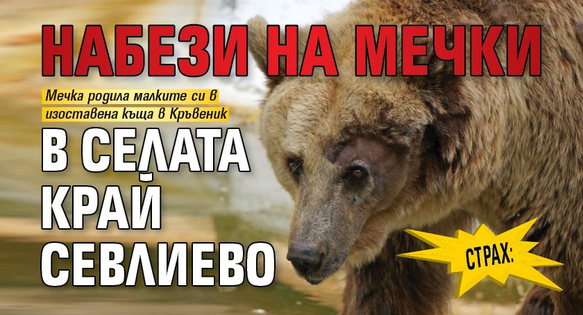 СТРАХ: Набези на мечки в селата край Севлиево 