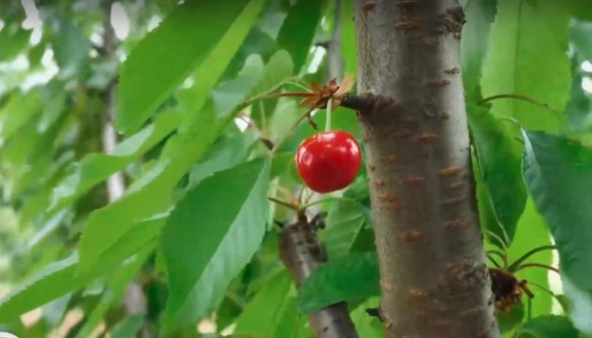 Студът унищожи напълно реколтата от череши