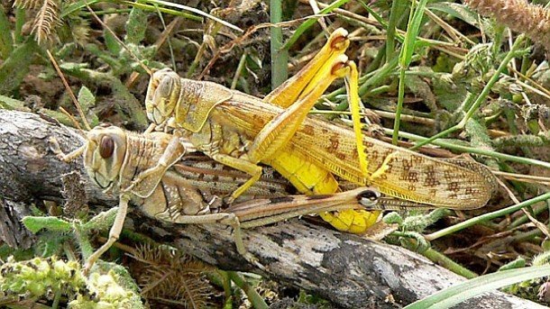 Марокански скакалци налазиха Петрич