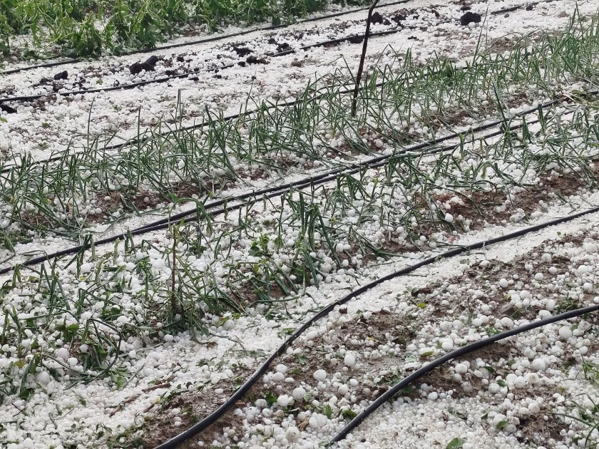Градушка с големина на орех е ударила девет севлиевски села.