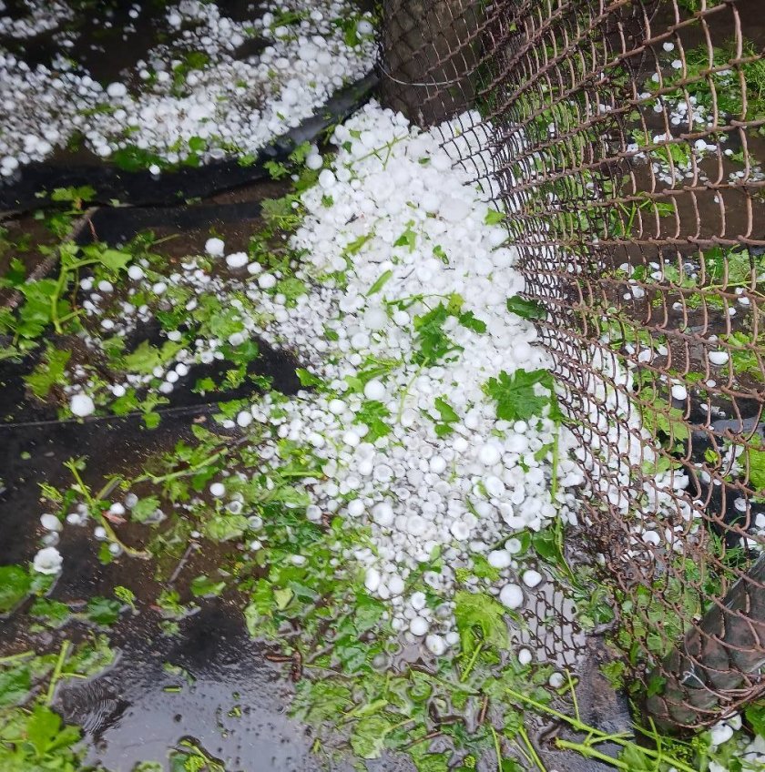 Градушка удари новозагорски села, реколтата е съсипана