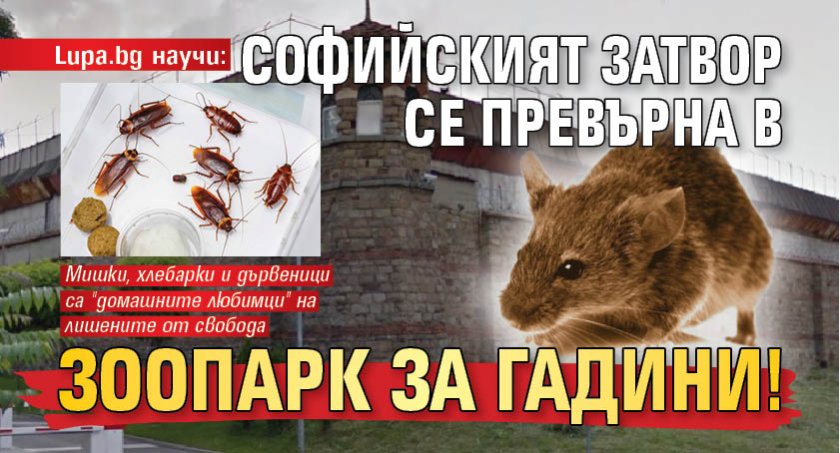 Lupa.bg научи: Софийският затвор се превърна в зоопарк за гадини!