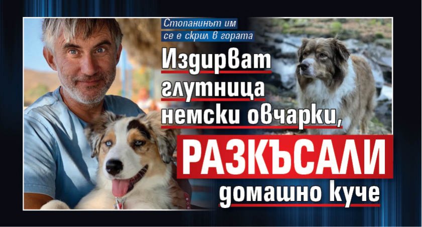 Издирват глутница немски овчарки, разкъсали домашно куче