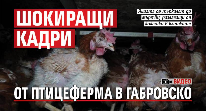 Шокиращи кадри от птицеферма в Габровско (ВИДЕО)