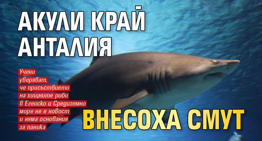 Акули край Анталия внесоха смут