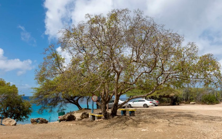 Най-опасното дърво на планетата e манчинелата. Не можете да го