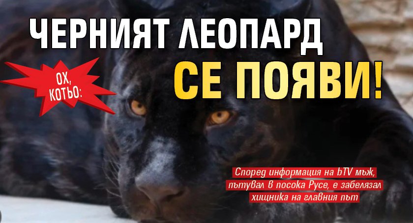 Ох, котьо: Черният леопард се появи!