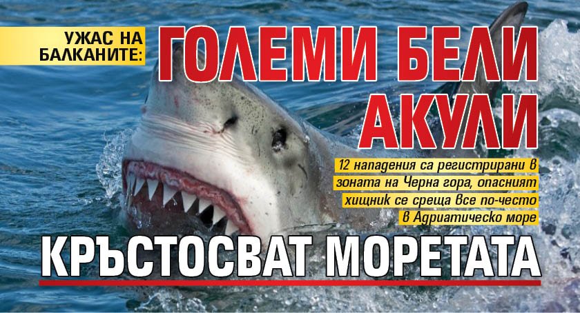 УЖАС НА БАЛКАНИТЕ: Големи бели акули кръстосват моретата