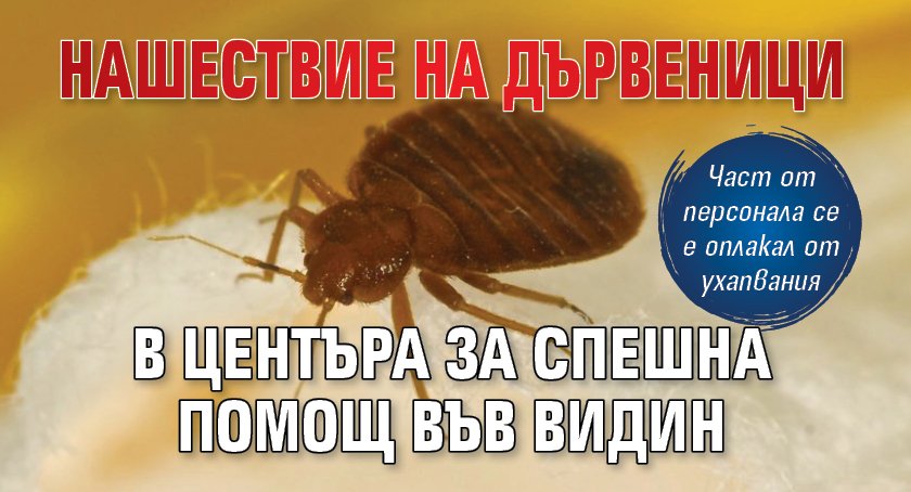 Нашествие на дървеници в Центъра за спешна помощ във Видин