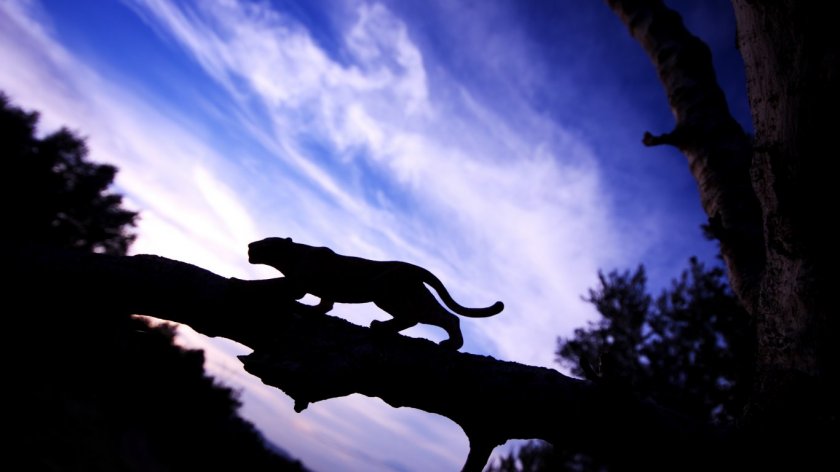 Пореден ден безрезултатно продължава издирването на черния леопард край Шумен.