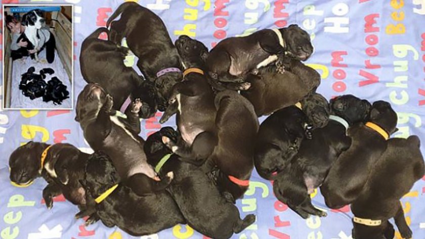 Мери Джейн роди естествено 21 кученца