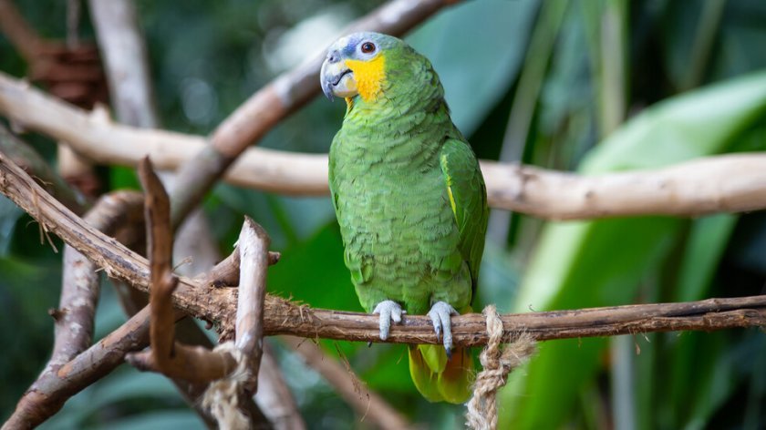 Щастлива развръзка за редкия папагал Пепо