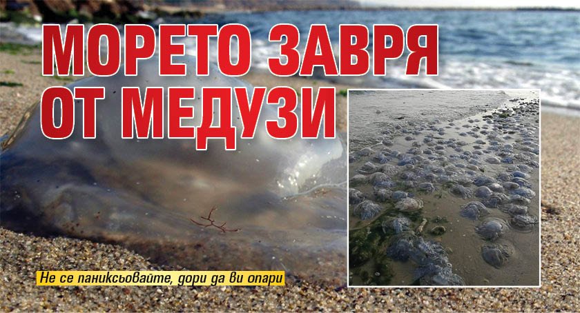 Морето завря от медузи