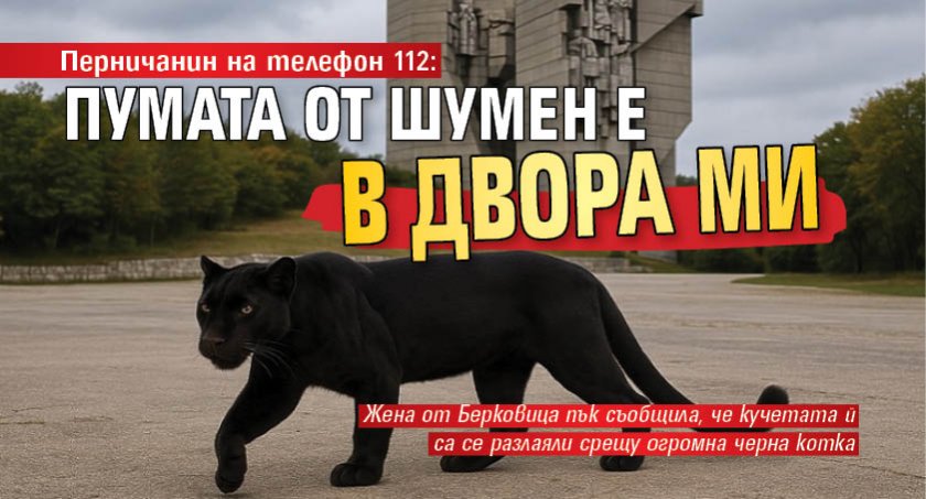 Перничанин на телефон 112: Пумата от Шумен е в двора ми