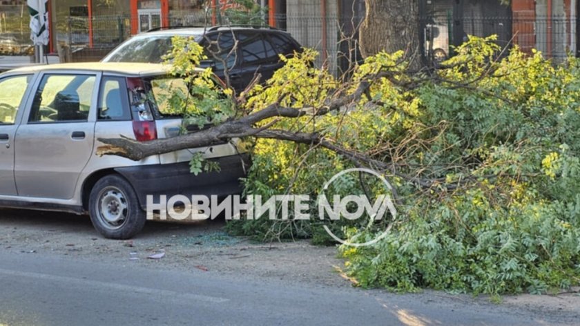 Огромен клон падна върху лек автомобил в Пловдив