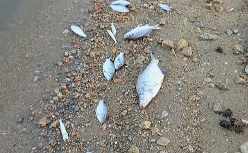 Тревога в язовир „Копринка“: Стотици мъртви риби и драстичен спад на водата