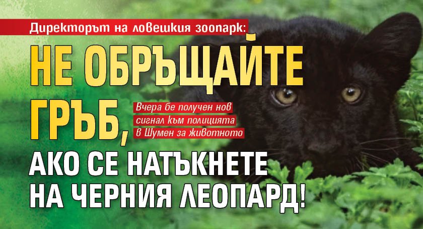 Директорът на ловешкия зоопарк: Не обръщайте гръб, ако се натъкнете на черния леопард!