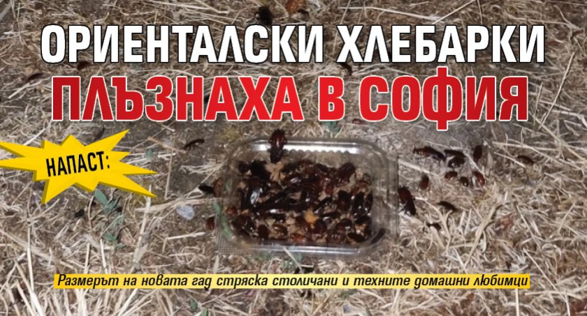 НАПАСТ: Ориенталски хлебарки плъзнаха в София