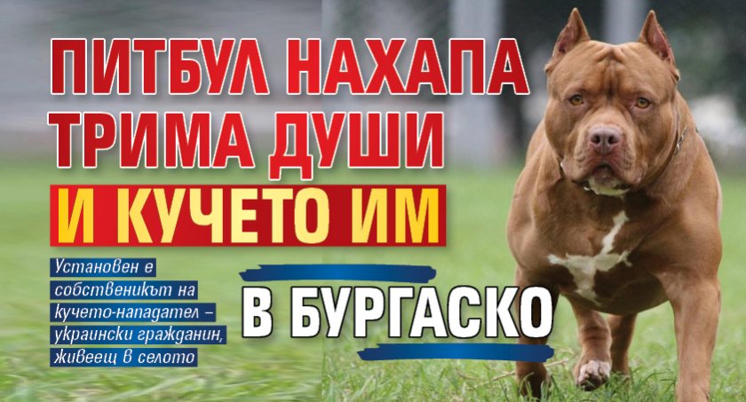 Питбул нахапа трима души и кучето им в Бургаско