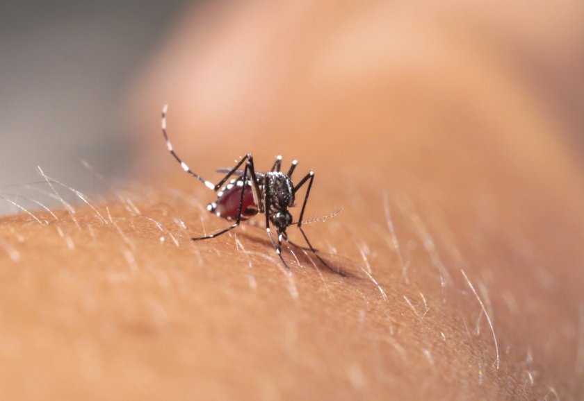 Юли, август и септември е пик на активност на комарите