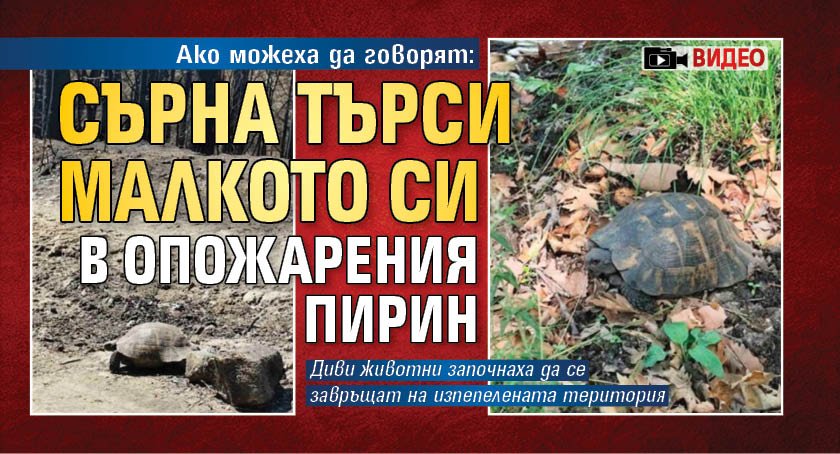 Ако можеха да говорят: Сърна търси малкото си в опожарения Пирин (ВИДЕО)