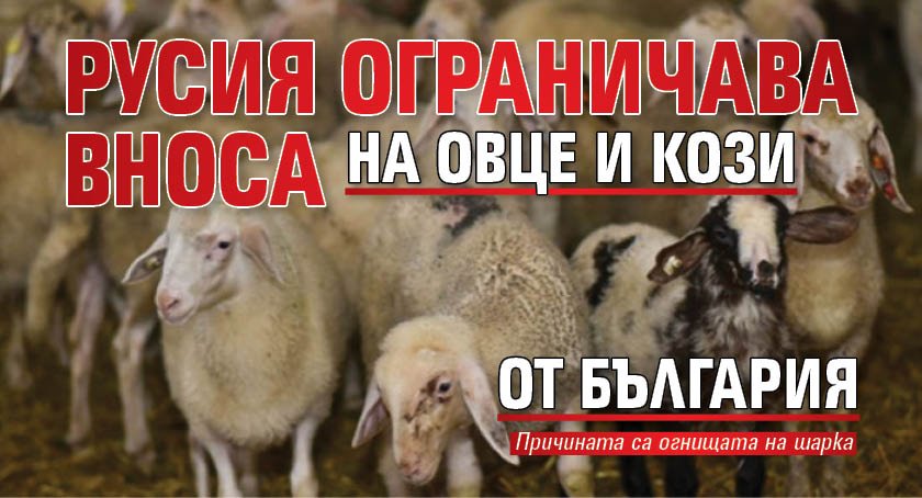 Русия ограничава вноса на овце и кози от България