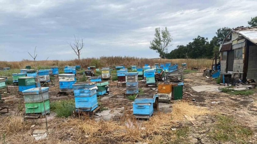 Полицейското куче Бим откри канабис в пчелни кошери в карнобатско село (СНИМКИ)
