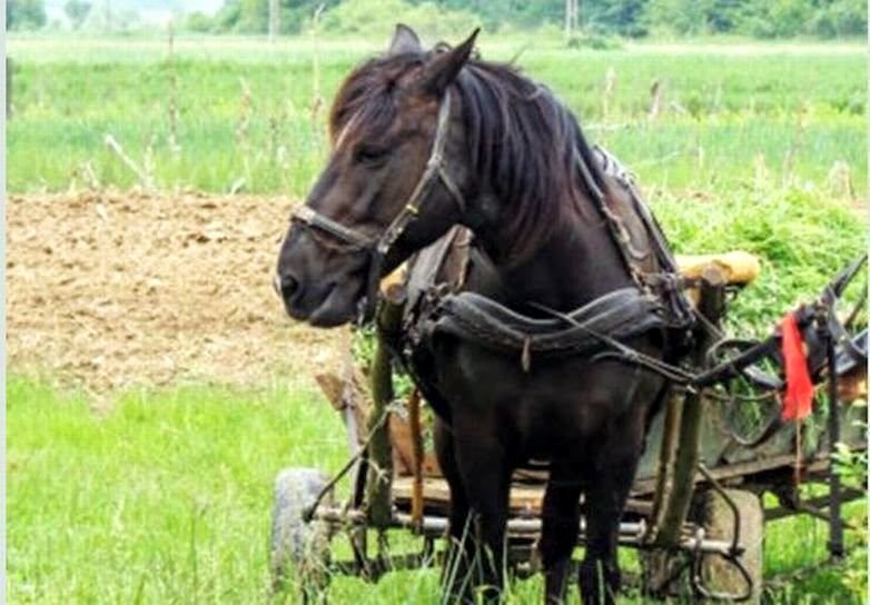 Жена е в болница, кола се е заби в каруцата й край Разград