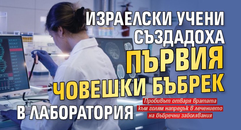 Израелски учени създадоха първия човешки бъбрек в лаборатория