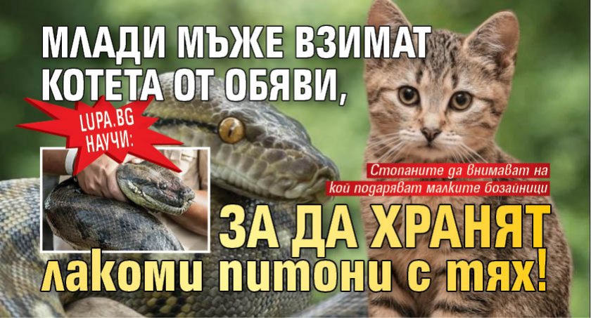 Lupa.bg научи: Млади мъже взимат котета от обяви, за да хранят лакоми питони с тях!