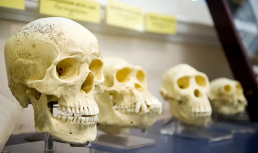 Открити вкаменелости в Етиопия пренаписват историята на човешката еволюция