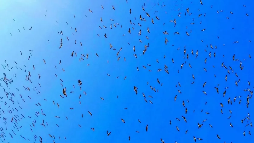 Щъркели вече започнаха да отлитат на юг. Белите птици се събират