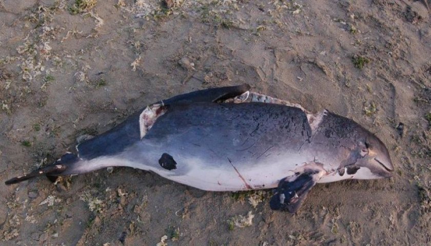 Мъртви делфини на плаж в Шкорпиловци