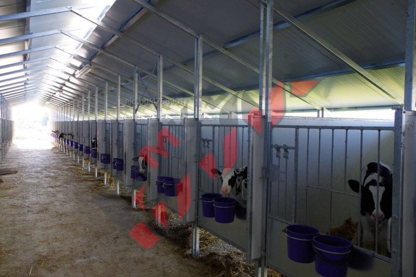 С петиция в НС: Граждани поискаха забрана на клетките за телета 
