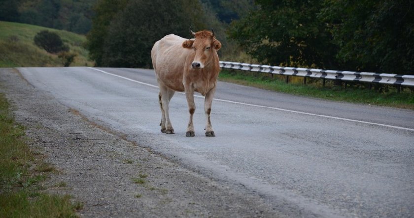 Крава предизвика катастрофа в Кърджалийско, съобщиха от полицията.Инцидентът е станал