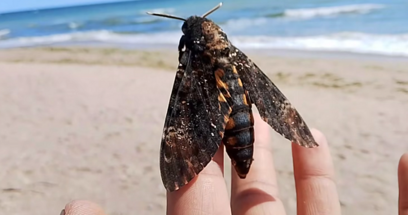 Огромната пеперуда Мъртвешка глава, обезсмъртена от филма Мълчанието на агнетата“,