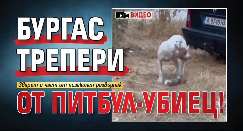 Бургас трепери от питбул-убиец! (ВИДЕО)