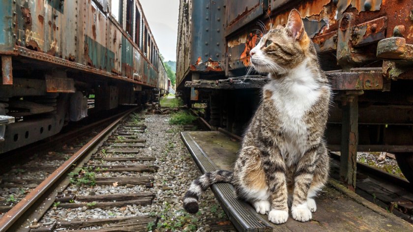 Котка бяга два пъти от вкъщи, намират я в пивоварна в Нотингам