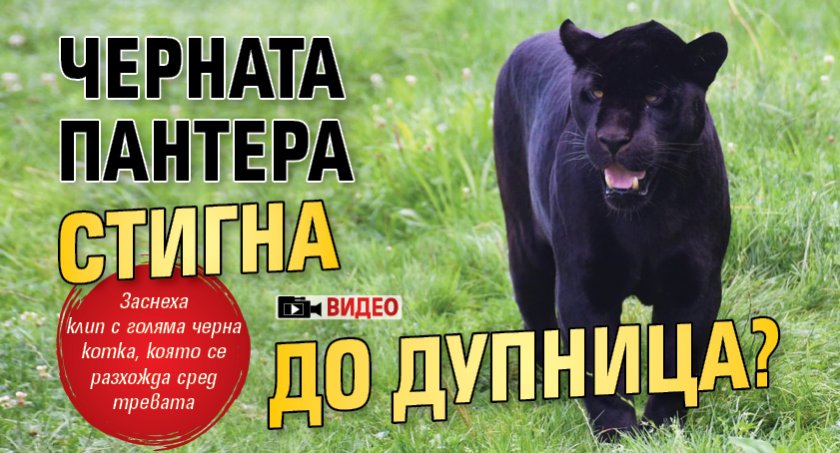 Черната пантера стигна до Дупница? (ВИДЕО)