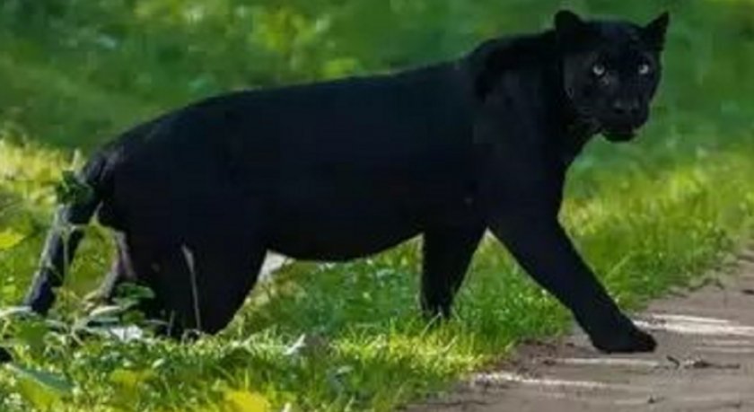 Черната пантера направи обиколката си из страната и се завърна