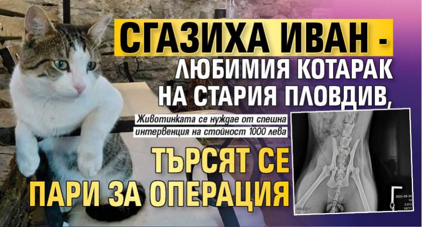 Сгазиха Иван - любимия котарак на Стария Пловдив, търсят се пари за операция