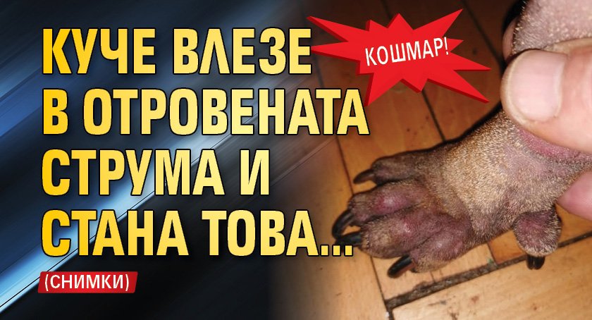 Кошмар! Куче влезе в отровената Струма и стана това…(СНИМКИ)