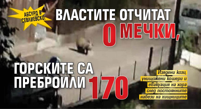 Абсурд в Севлиевско: Властите отчитат 0 мечки, горските са преброили 170