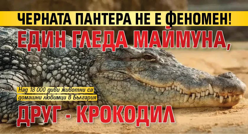 Черната пантера не е феномен! Един гледа маймуна, друг - крокодил