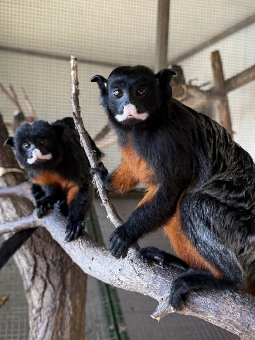 Зоопаркът в Бургас вече е дом на едни от най-очарователните