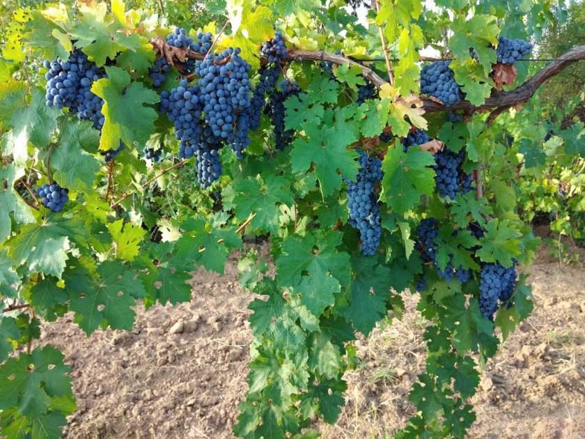 Граждани се канят да изкоренят лозята си след новия законопроект за домашното производство
